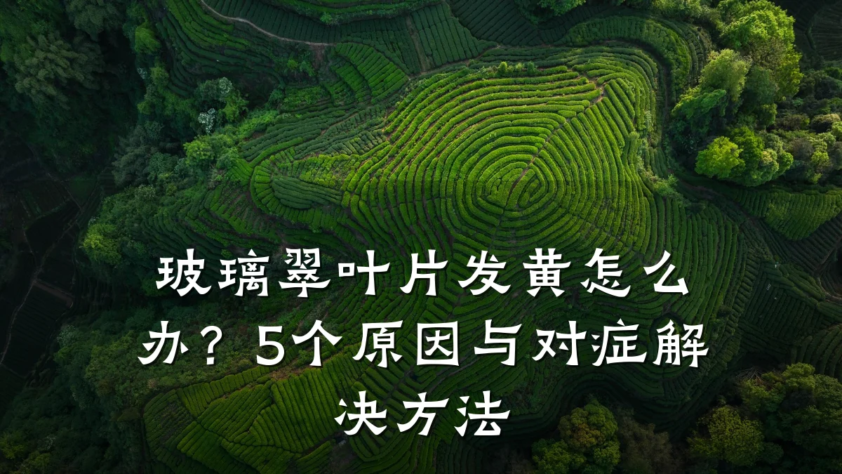 玻璃翠叶片发黄怎么办？5个原因与对症解决方法