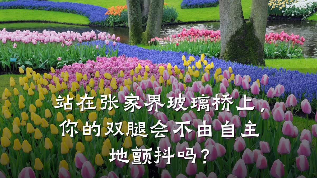 站在张家界玻璃桥上，你的双腿会不由自主地颤抖吗？