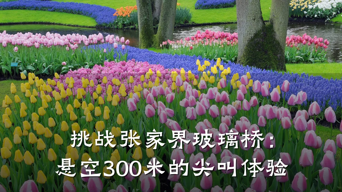 挑战张家界玻璃桥：悬空300米的尖叫体验